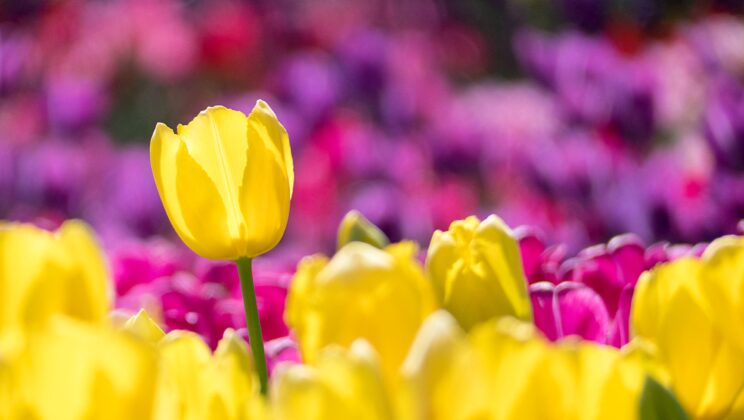 Night blooming flowers to illuminate your beautiful garden